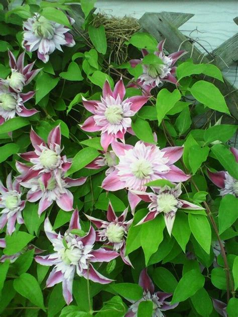 It's easy to grow, and if you plant a few different varieties you can have big, beautiful blooms all season long. Beautiful | Flowering vines, Perennial flowering vines ...