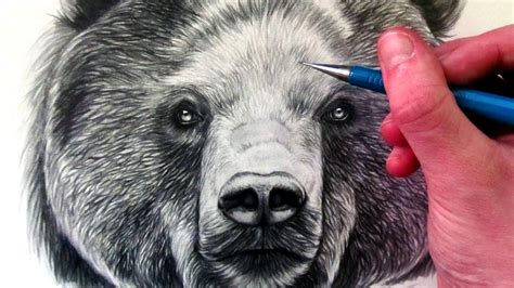 How To Draw A Bear Face At Drawing Tutorials