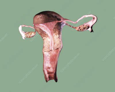 Female Reproductive System Artwork Stock Image C004 4971 Science