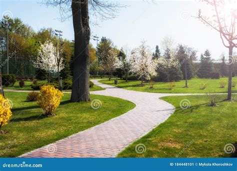 Green Spring City Park With Road And Beautiful Trees Alley Stock Image