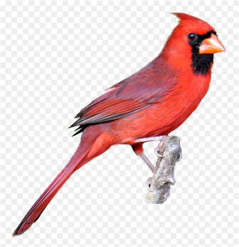 Realistic Birds Cliparts Free Download Clip Art Cardinal Clipart Free