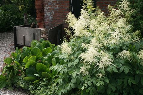 Some White Flowers And Green Plants In Front Of A Brick Building