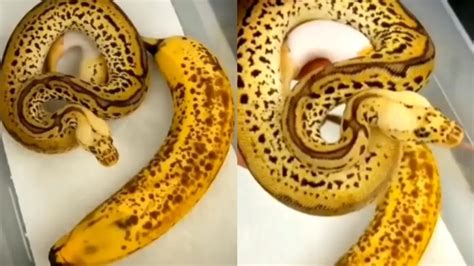 Snake Or Banana This Reptile Leaves Netizens In Shock Watch