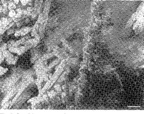 Figure 2 From Snow Crystal Imaging Using Scanning Electron Microscopy