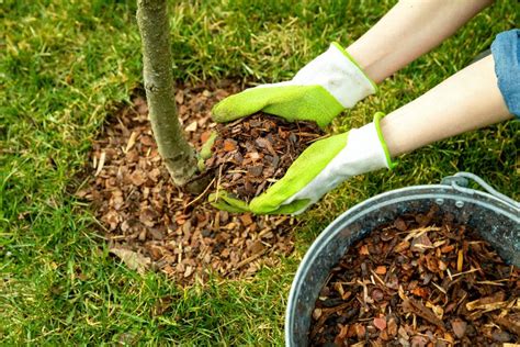 Everything You Ever Needed To Know About Mulch Southern Star Tree Service