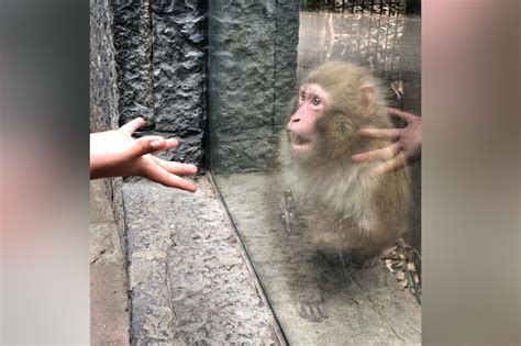 Monkey Totally Wowed By Magic Trick Video New York Post