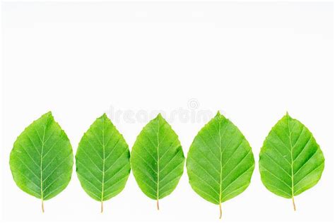 Plant Leaves On White Background Top View Flat Lay Stock Photo
