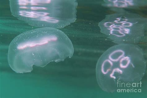 Moon Jellyfish Photograph By Andy Daviesscience Photo Library