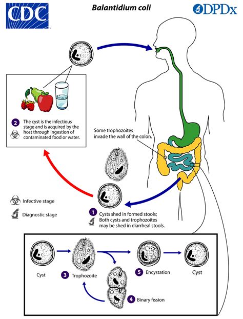 Giardiasis Life Cycle