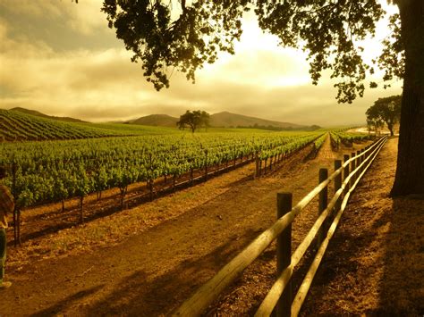 Top Ten Sta Rita Hills Wineries