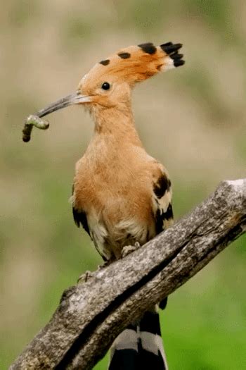 All The Animalsrn Eurasian Hoopoe Bird In Slow Motion Lukáš Pich
