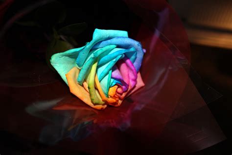 Rainbow Rose Matt Bailey Flickr