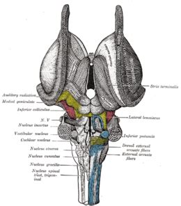 La rieducazione vestibolare è una terapia funzionale, finalizzata al recupero di alcuni dei principali disturbi connessi alle patologie del sistema dell'equilibrio. Nuclei vestibolari - Wikipedia