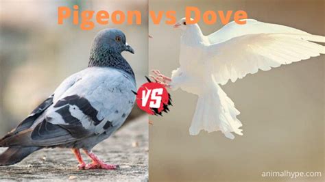 Pigeon Vs Dove What Is The Difference Animal Hype