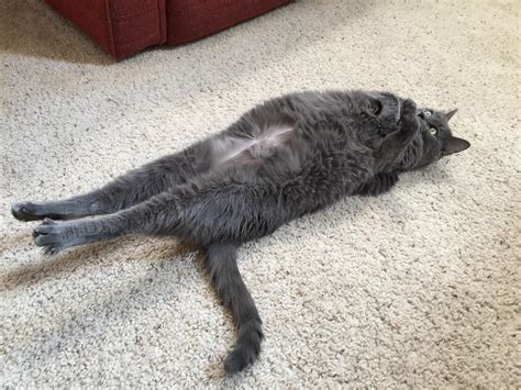 Photoshop Battles Psbattle Cat Lying Down In A Funny Pose