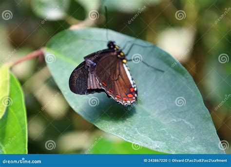 View Of A Butterfly At Papiliorama Stock Photo Image Of Nature