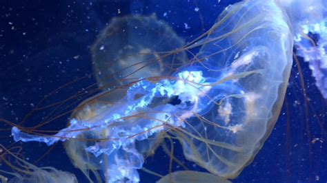 Pacific Sea Nettle Jellyfish Youtube