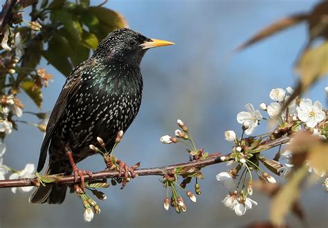 Common Starling By John Gawthrope Birdguides
