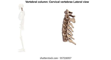 Cervical Spine Lateral View 3d Illustration Stock Illustration
