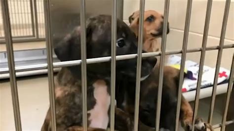 Orange County Animal Shelter Gains Custody Of 80 Dogs Youtube