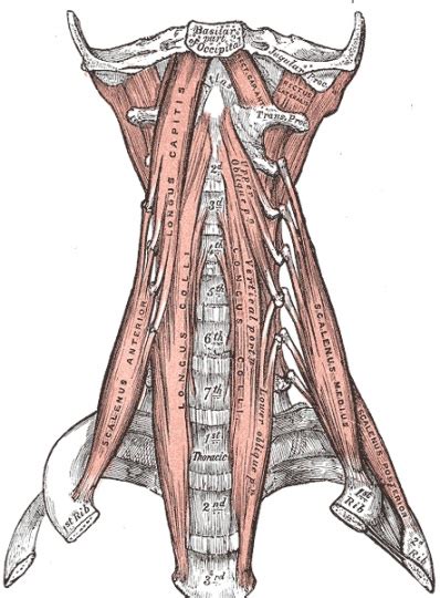 Deep Anterior Cervical Muscles Corewalking