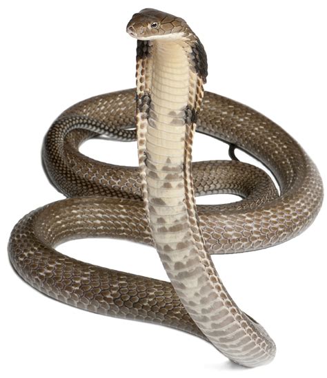 Viper Snake Png