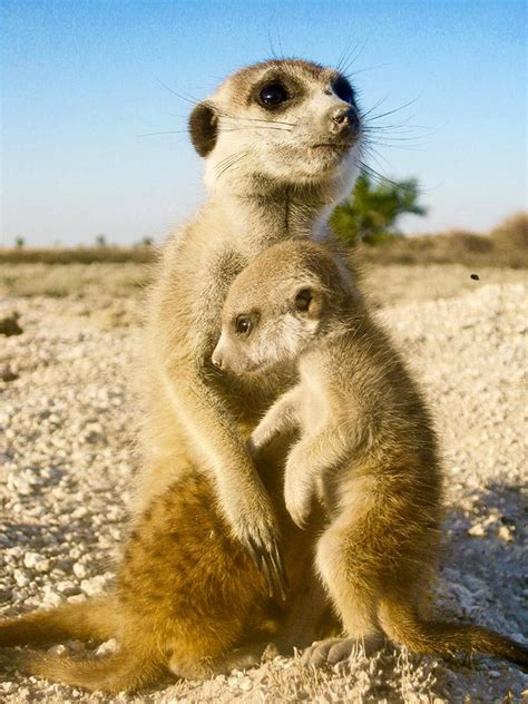 Stressed Meerkats Arent As Helpful Futurity
