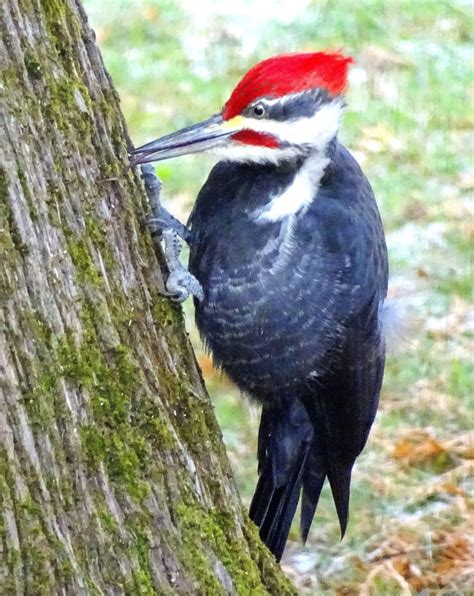 Focus On Nature A Leucistic Pileated Woodpecker Spotted In Wisconsin