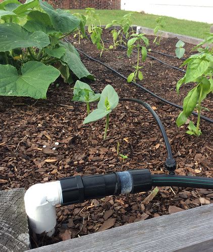 Drip Irrigation In A Raised Bed Garden Aces Bruce Dupree Alabama
