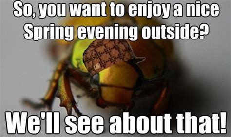 Funny Quotes About Bugs Quotesgram