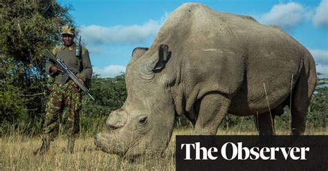 How Ivf And Stem Cell Science Could Save The Northern White Rhino From