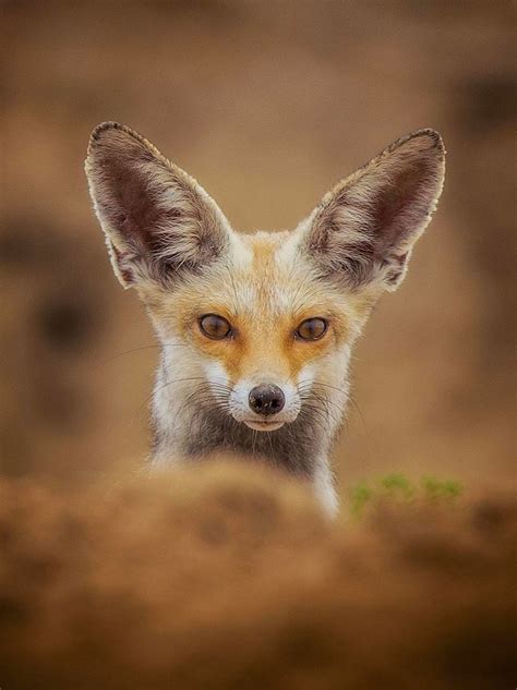 Beautiful Wildlife “arabian Red Fox By © Yousiftheyab ” Arabian Red