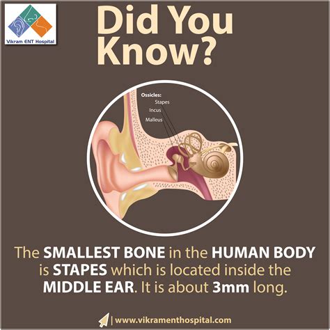 The Stapes Is One Of The Ossicles Found In The Middle Ear It Is The
