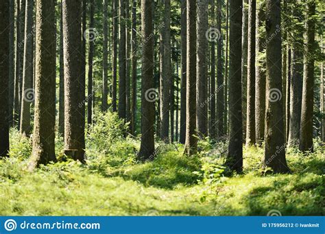 Beautiful Evergreen Forest With Pine Trees And Trail Stock Photo