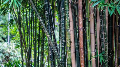 Black Bamboo Bamboo Plants Hq