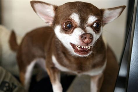 Chihuahua Dog Breeds Long Haired Black Chihuahua Prirewe