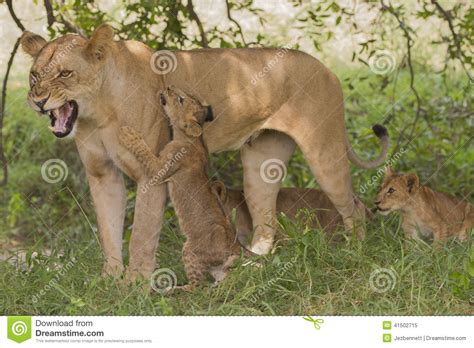 Lioness Panthera Leo With Cubs Stock Image Image Of Rainy African