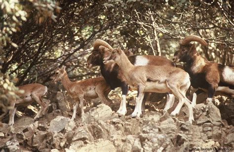 Cyprus Mouflon The Island Even Has Its Very Own National Animal The