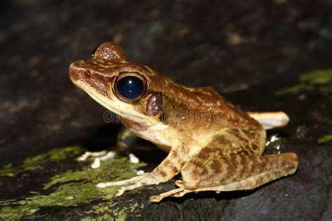 Malaysian Borneo Frog Meristogenys Poecilus In A Natural Habitat