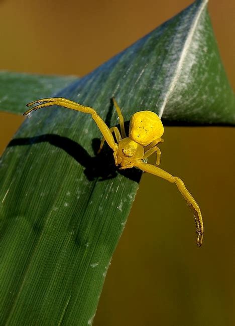 Természet fotók: Sárga pók