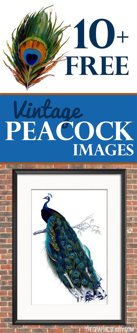Free vintage and retro photos at vintagestockphotos.com. 10 + Free Vintage Peacock Images - Fabulous! - The ...