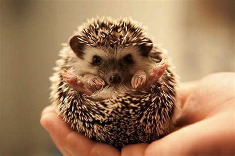 Adorable Animals Baby Baby Hedgehog Curled Up Image