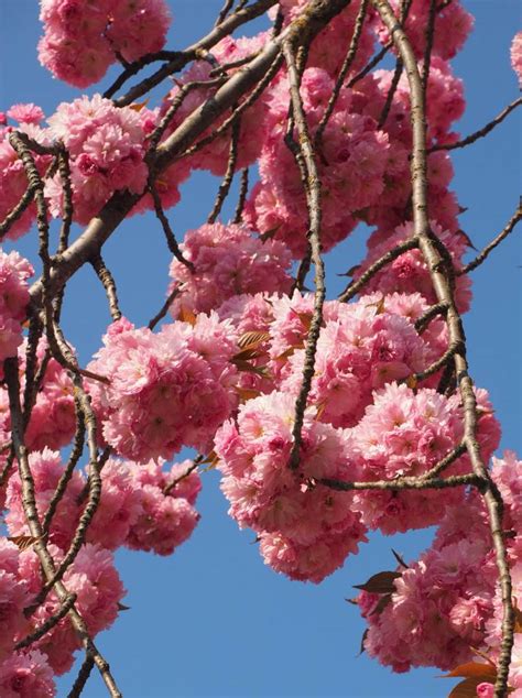 Japanese Cherry Tree Planting Pruning And Caring For This Astounding Tree