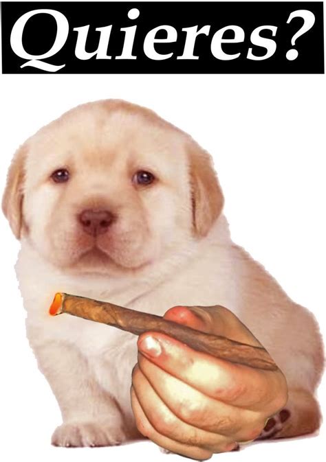 Cute Golden Retriever Puppy Quieres Meme Funny Meme Sticker By