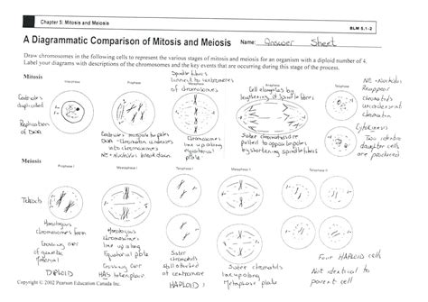 Cells Alive Mitosis Phase Worksheet Answer Key Printable Worksheet My