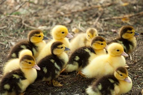 Cute Baby Ducks Stock Photo Image Of Cute Animals Spring 88930574