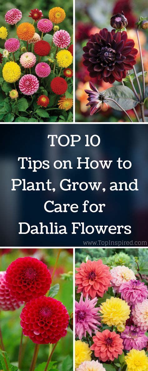 Top 10 Tips On How To Plant Grow And Care For Dahlia