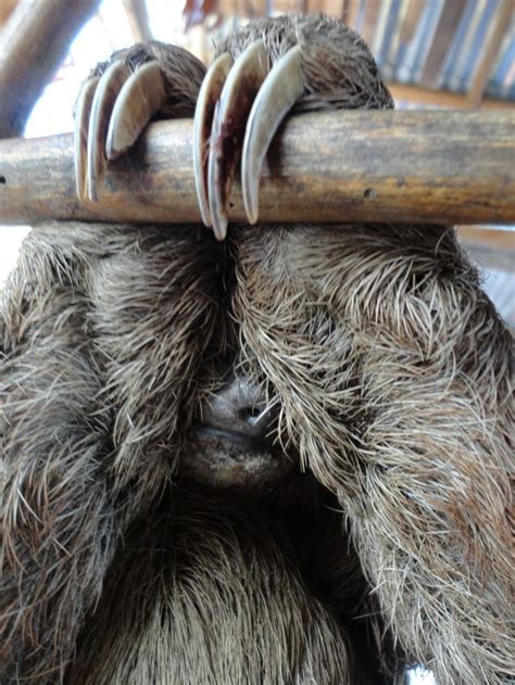 Three Toed Sloth Hiding Pictures Of Sloths Cute Sloth Pictures