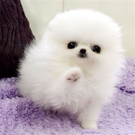 Newborn Teacup Pomeranian Puppies For Sale 250 Iwqaba
