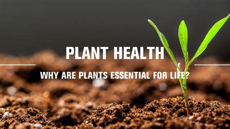 Why Are Plants Essential For Life Youtube